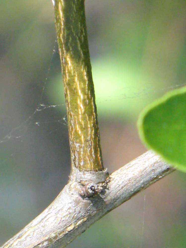              Second - third year twig (Winter Haven, FL)       